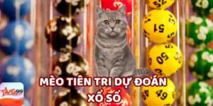 Có nên tin hiện tượng mèo tiên tri dự đoán xổ số